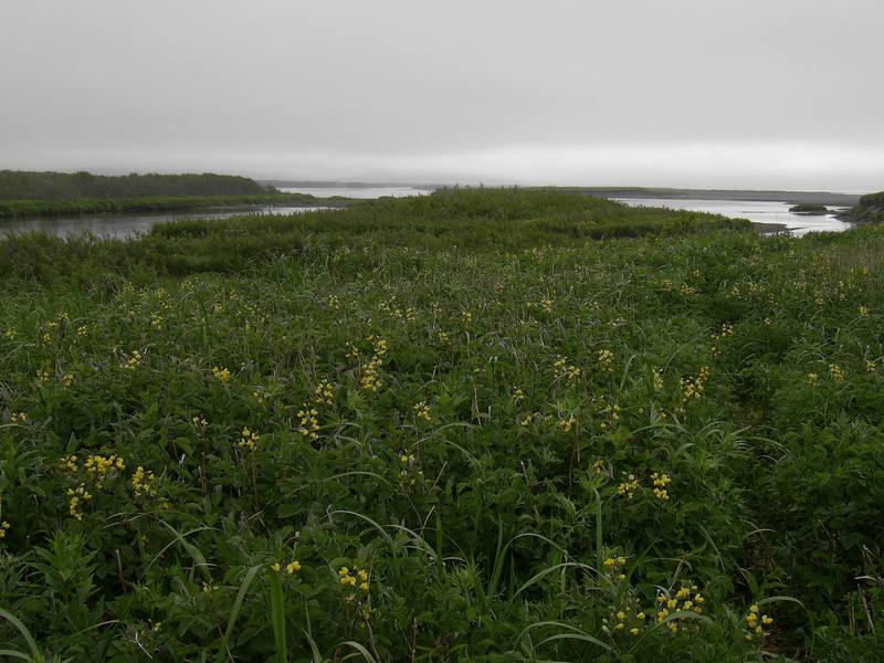 Image of Thermopsis lupinoides specimen.