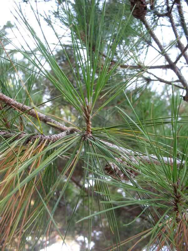 Image of Pinus pityusa specimen.