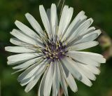 Lactuca tatarica. Соцветие (белоцветковая форма). Краснодарский край, окр. Новороссийска, обочина дороги к урочищу \"Мокрая щель\" у Абрау-Дюрсо. 03.06.2009.