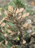 Alyssum lenense