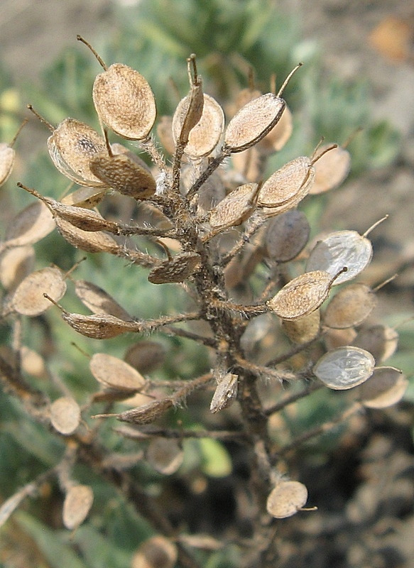 Image of Alyssum lenense specimen.