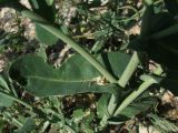 Brassica napus
