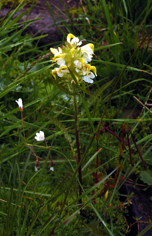 Изображение особи Pedicularis compacta.