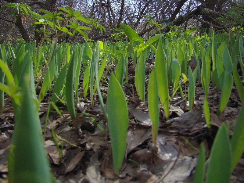 Image of Tulipa berkariensis specimen.