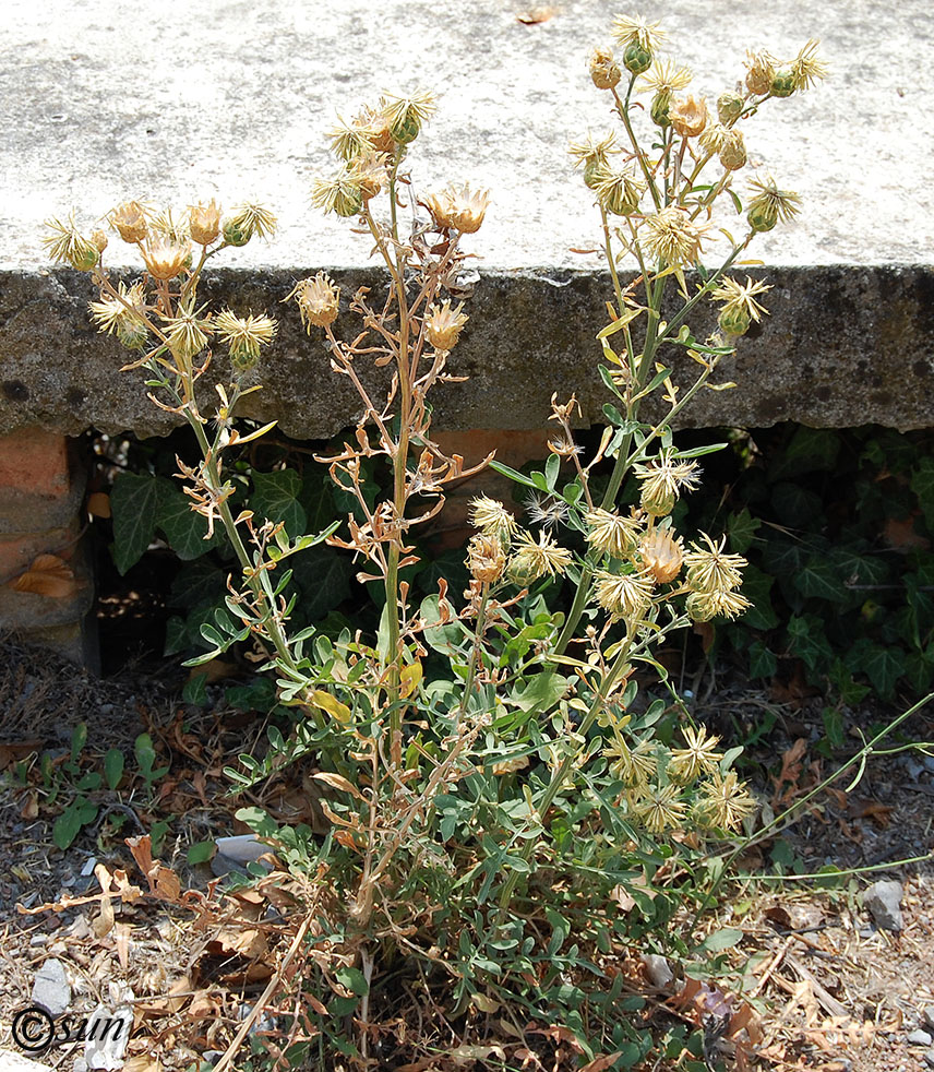 Image of Centaurea salonitana specimen.