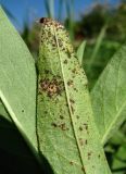 Persicaria amphibia