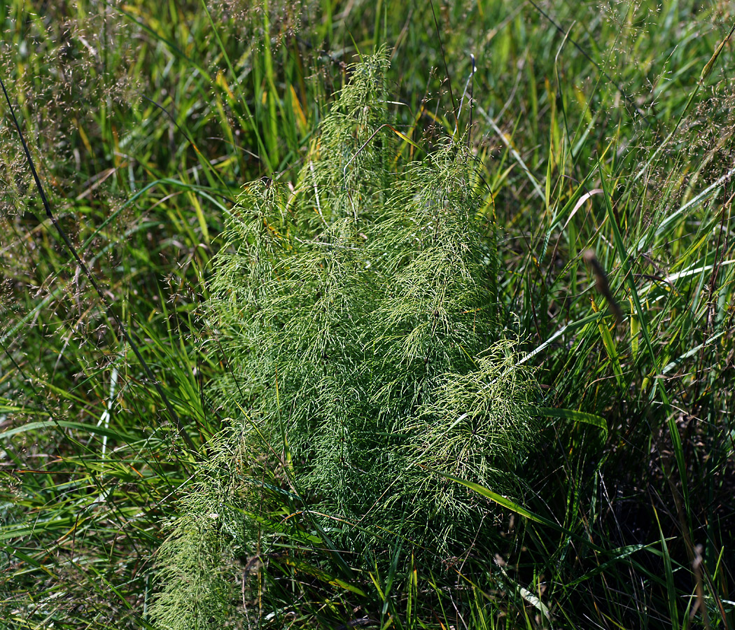 Изображение особи Equisetum sylvaticum.