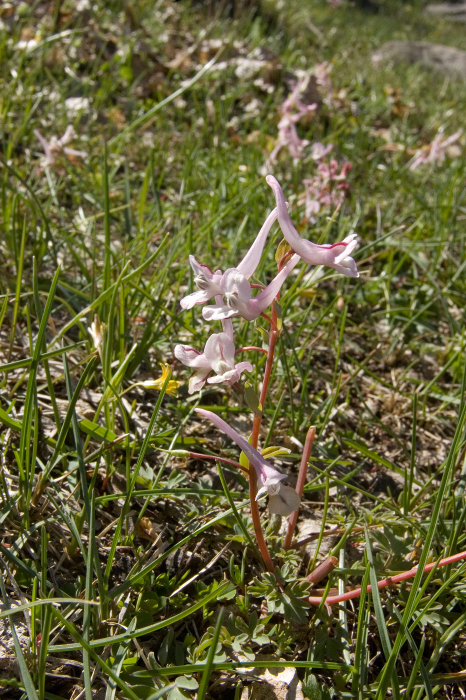 Image of Corydalis glaucescens specimen.