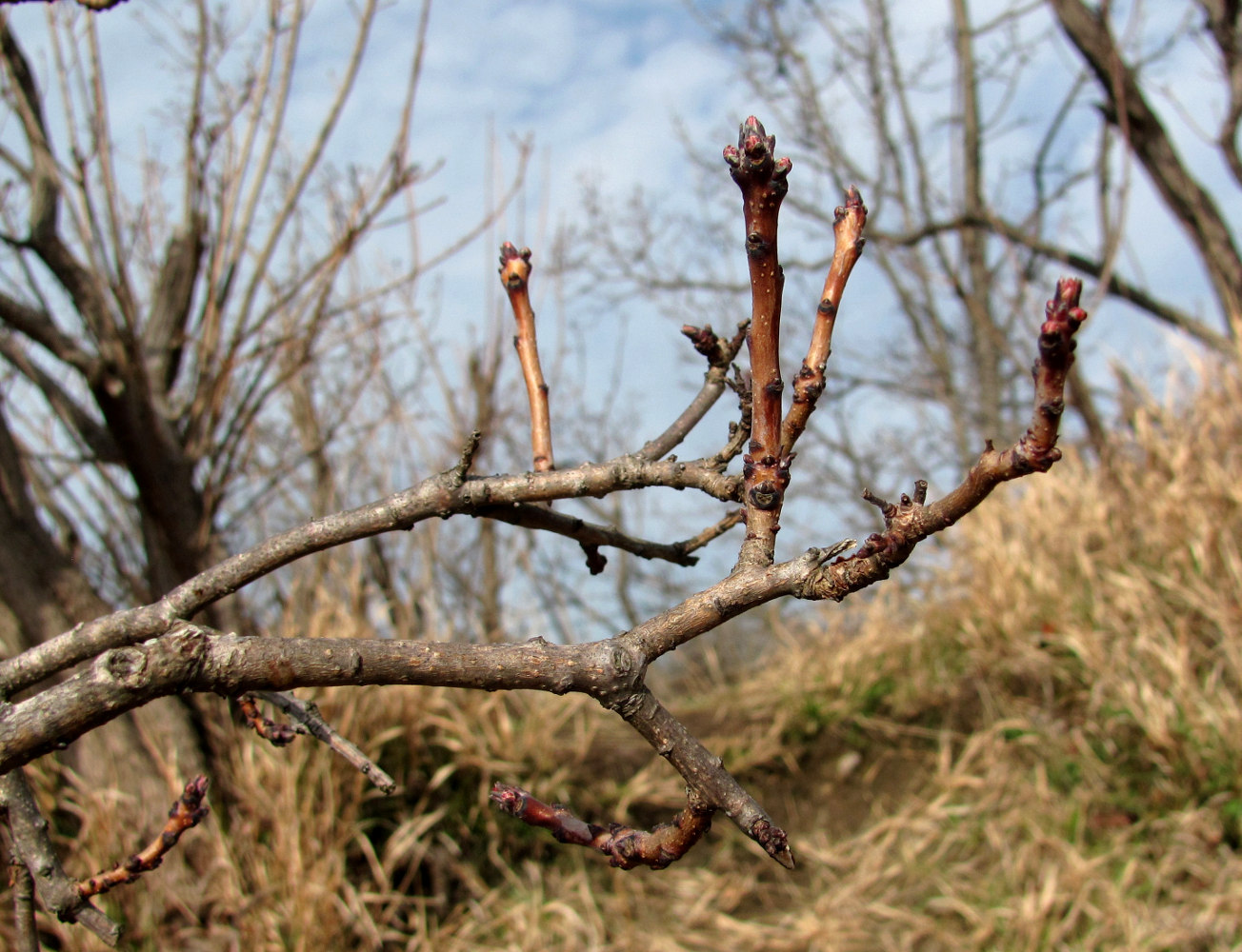 Изображение особи Cotinus coggygria.