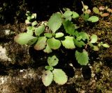 Sedum spurium. Побеги; некоторые листья с поражениями. Краснодарский край, Сочи, окр. с. Красная Воля, скала. 05.11.2015.