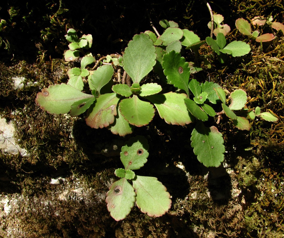 Image of Sedum spurium specimen.