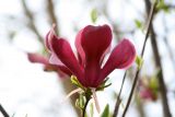 Magnolia × soulangeana