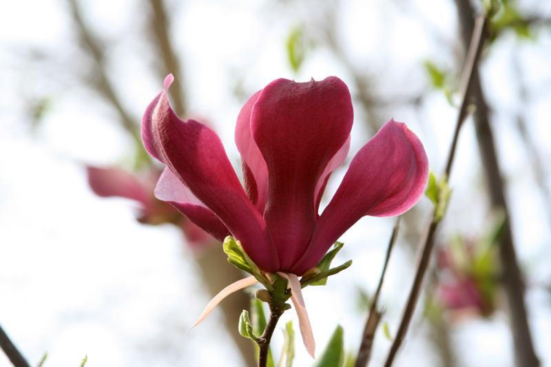 Image of Magnolia &times; soulangeana specimen.