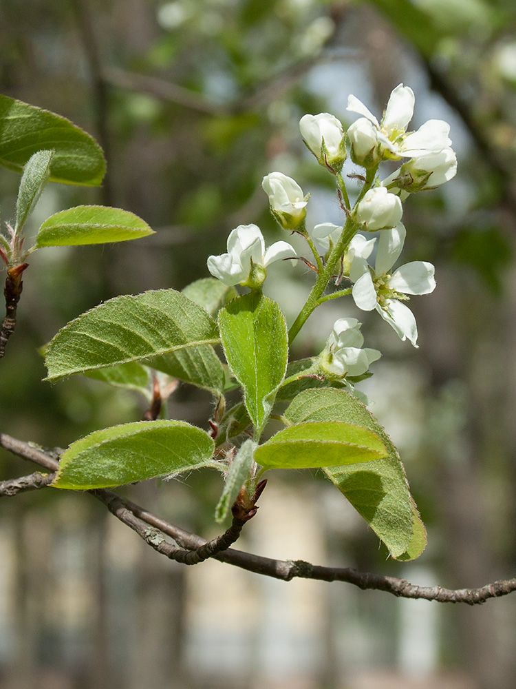 Изображение особи Amelanchier spicata.