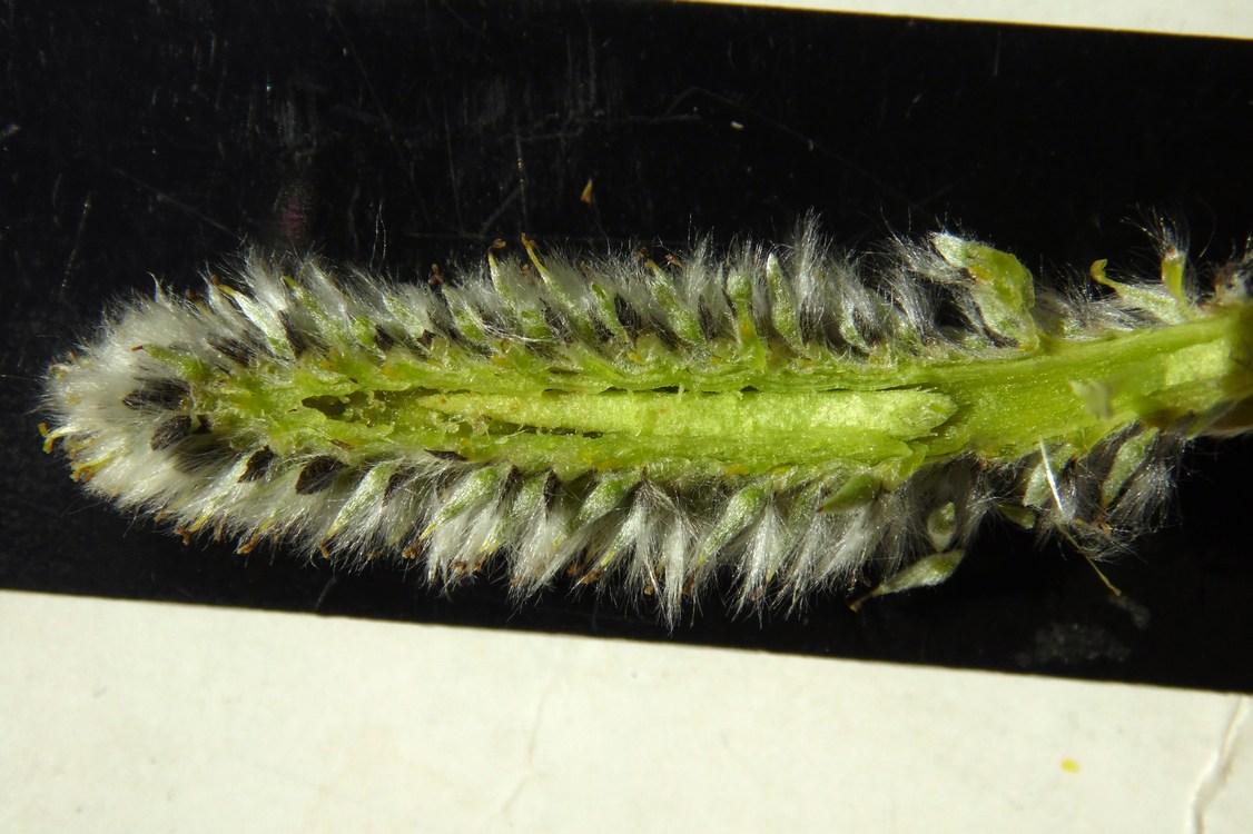 Image of Salix phylicifolia specimen.