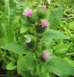 Arctium minus