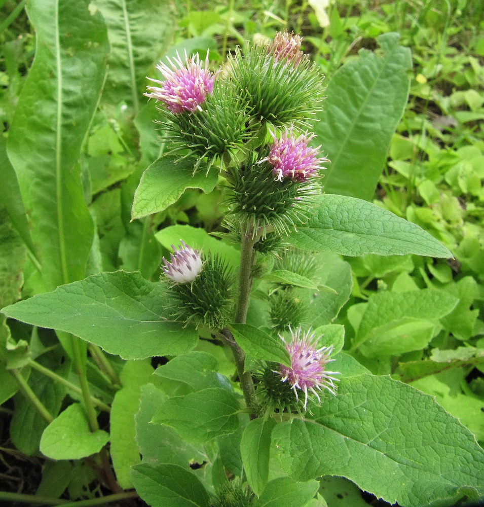Image of Arctium minus specimen.