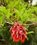 Erythrina crista-galli. Верхушка веточки цветущего растения. Испания, Андалусия, провинция Малага, г. Бенальмадена, парк La Paloma. Август 2015 г.
