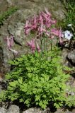 Corydalis buschii