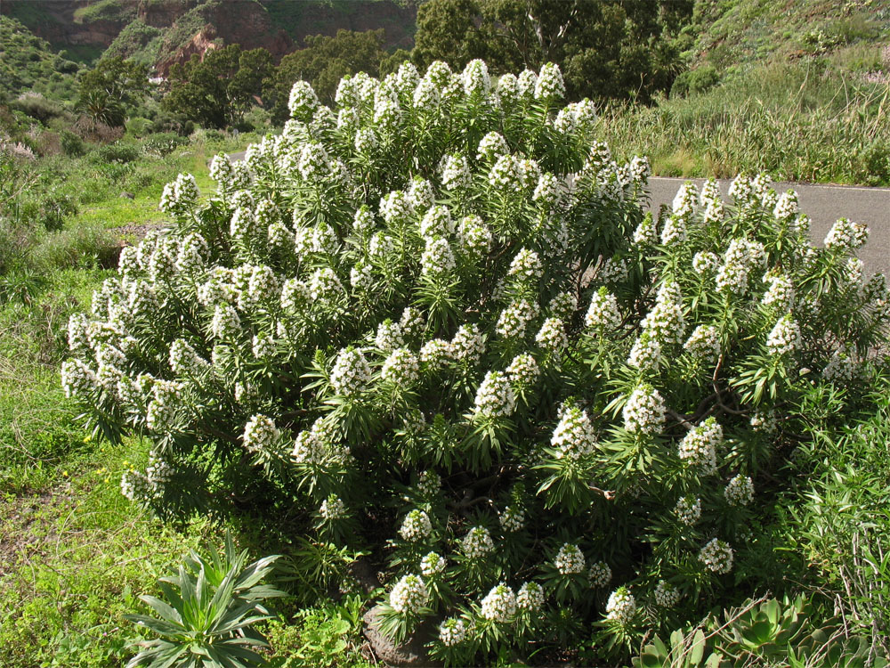 Изображение особи Echium decaisnei.