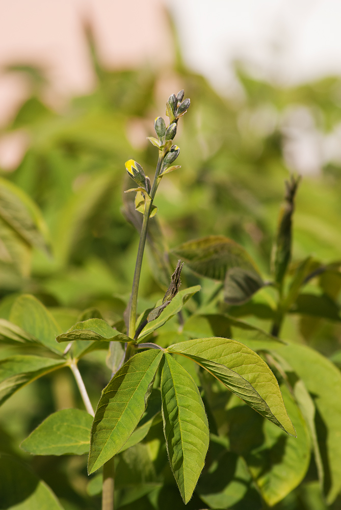 Изображение особи Thermopsis lupinoides.