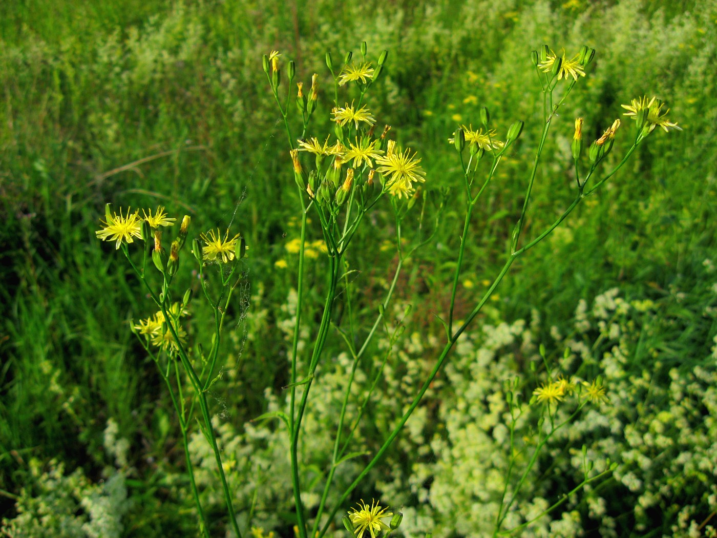 Image of Lapsana communis specimen.