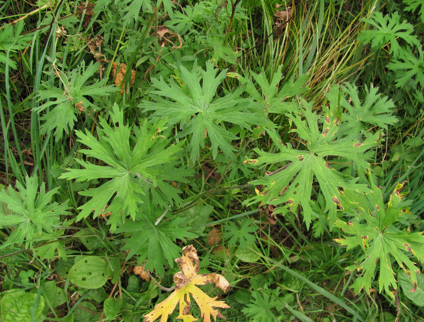 Изображение особи Geranium pratense.