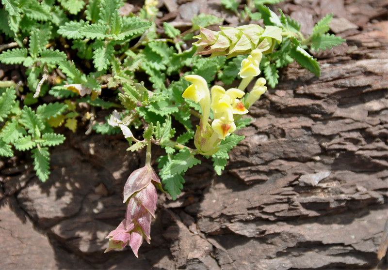 Изображение особи Scutellaria orientalis.