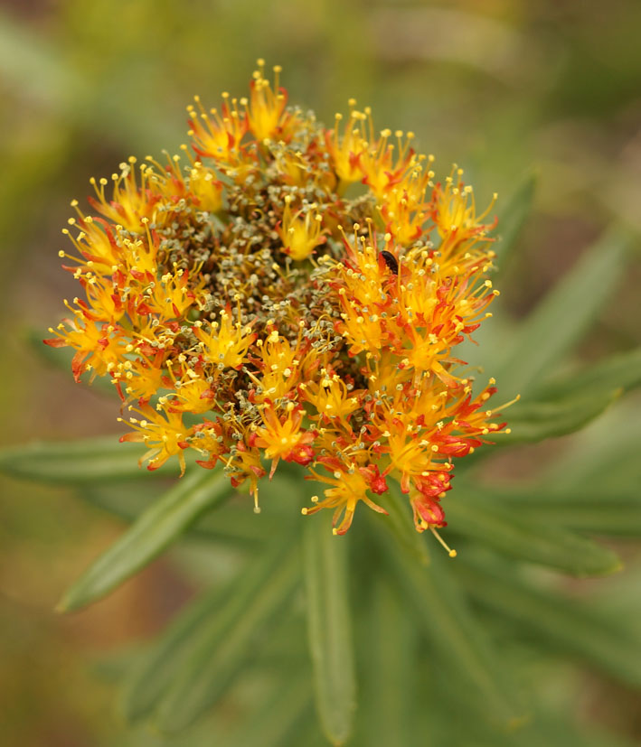 Изображение особи Rhodiola litwinowii.