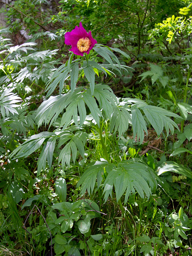 Image of Paeonia anomala specimen.