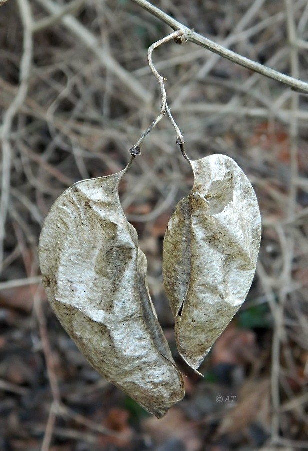 Image of genus Colutea specimen.