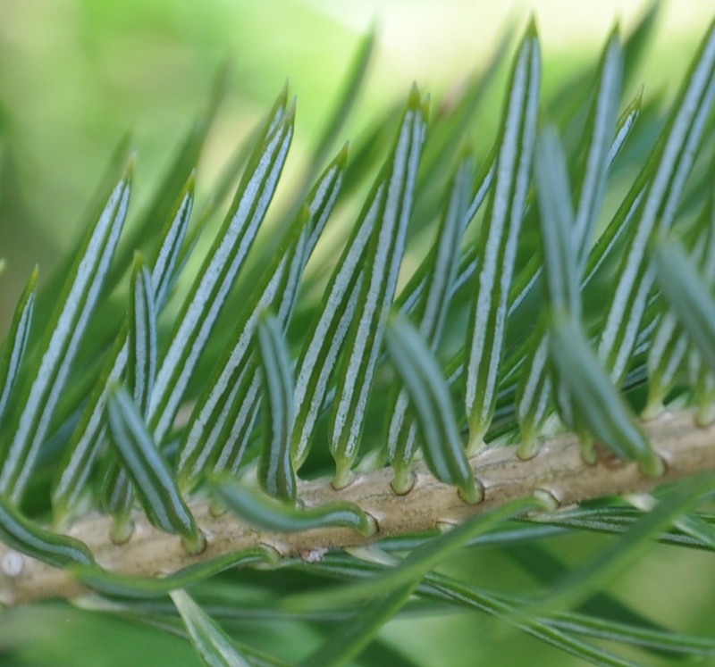 Image of Abies cephalonica specimen.
