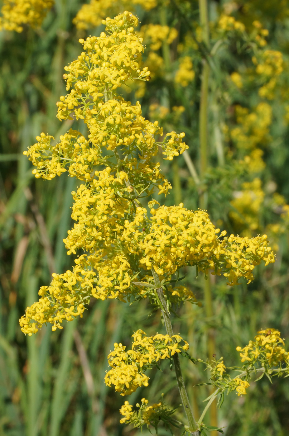 Изображение особи Galium verum.