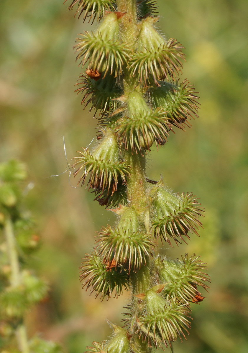 Image of Agrimonia asiatica specimen.