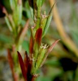 Lythrum hyssopifolia