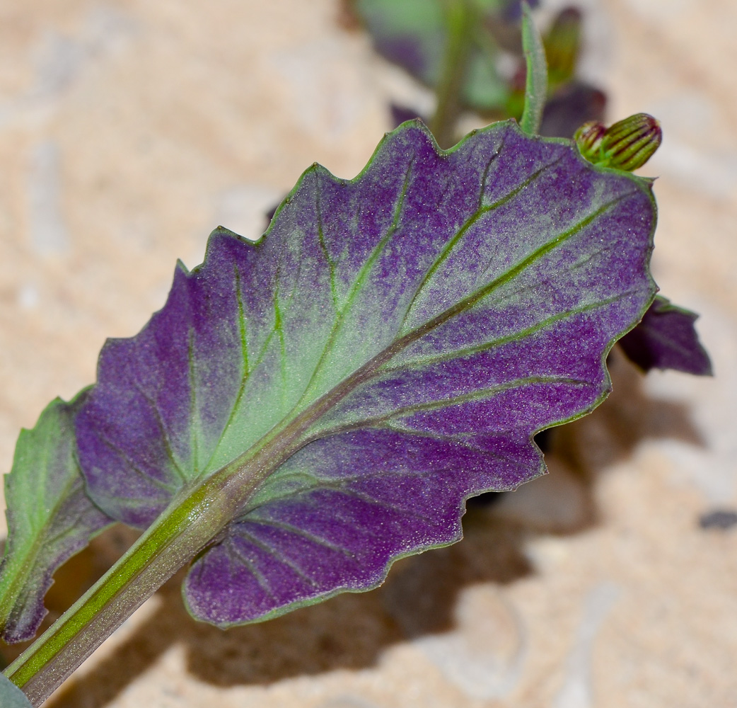 Изображение особи Senecio flavus.