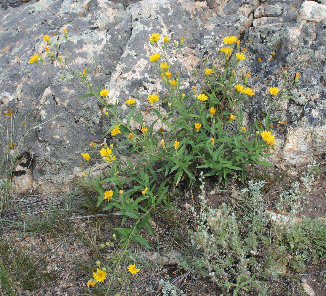 Изображение особи Hieracium virosum.