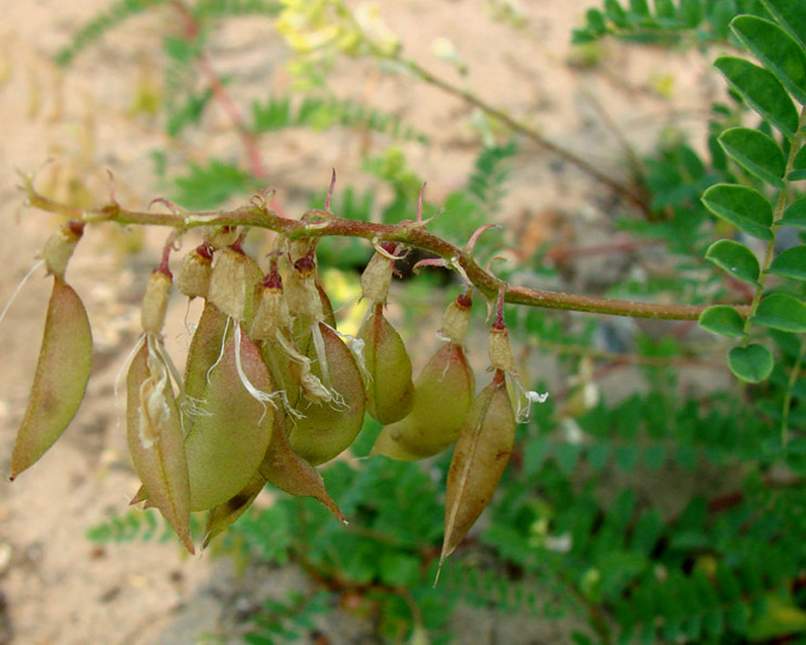 Image of Astragalus membranaceus specimen.