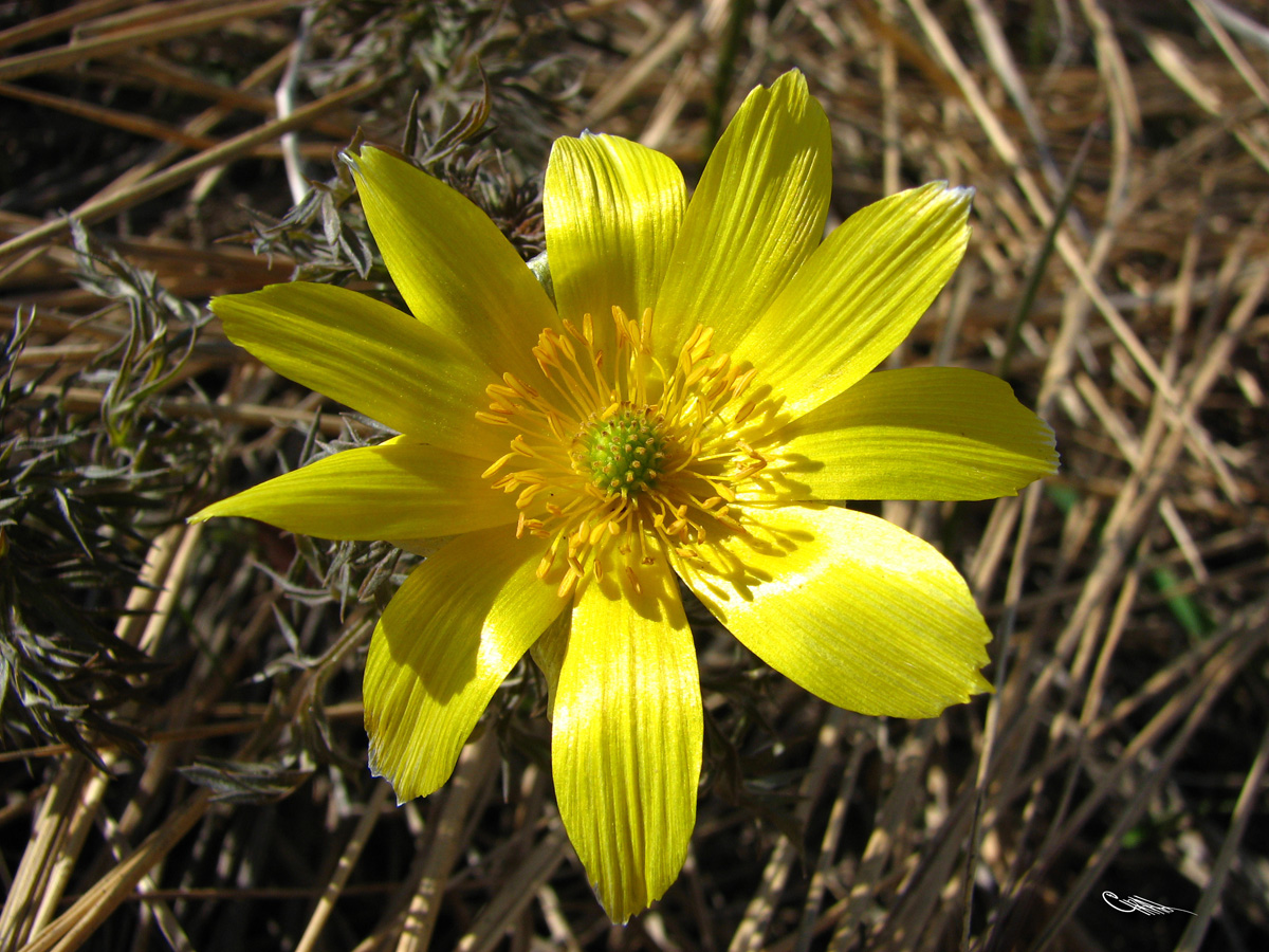 Image of Adonis volgensis specimen.