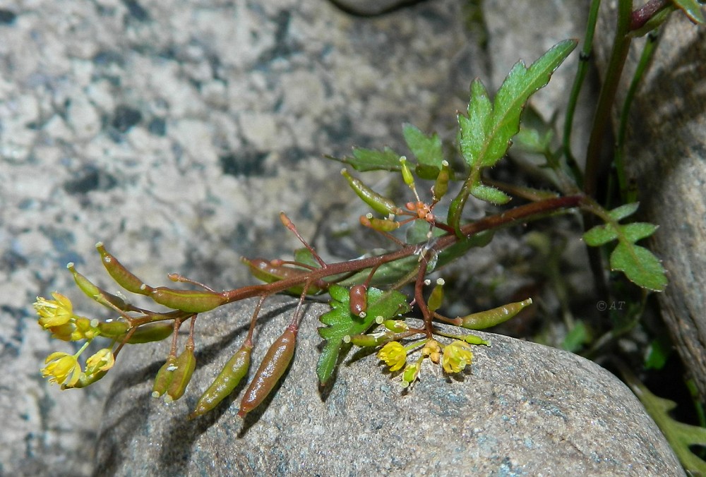 Image of Rorippa palustris specimen.