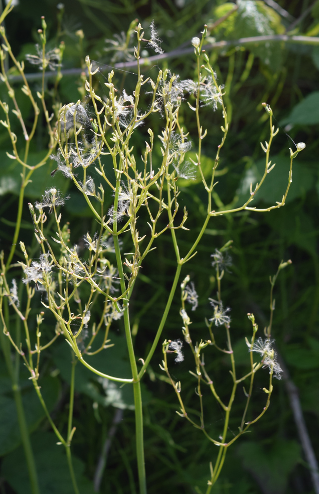 Изображение особи Valeriana ficariifolia.