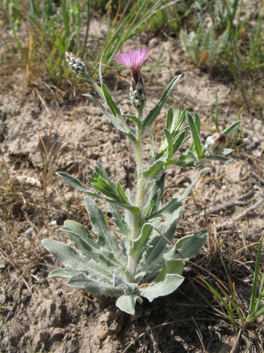 Image of Hyalea pulchella specimen.