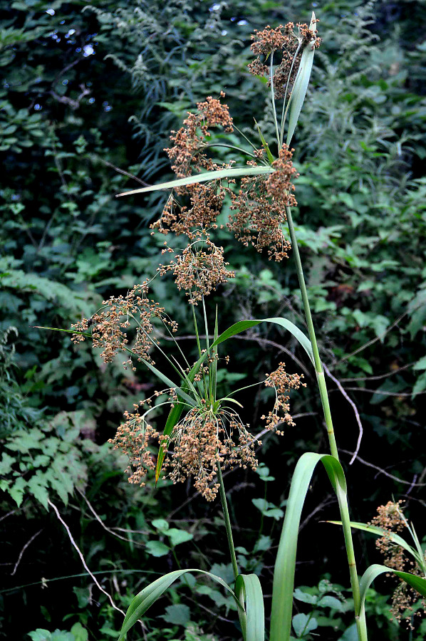 Изображение особи Scirpus asiaticus.