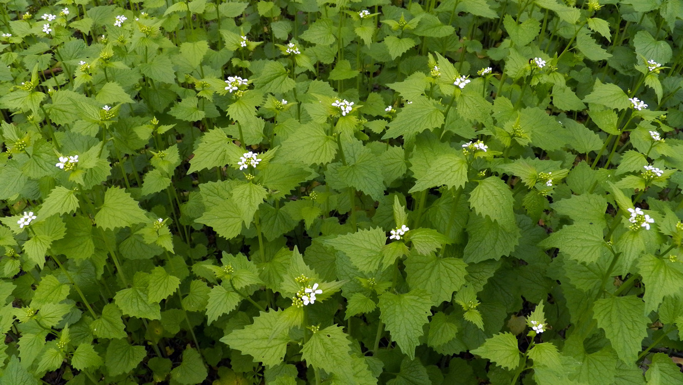 Image of Alliaria petiolata specimen.