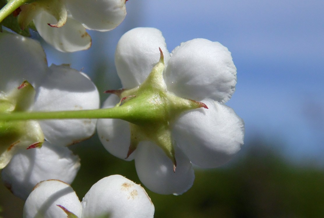 Изображение особи Crataegus rhipidophylla.