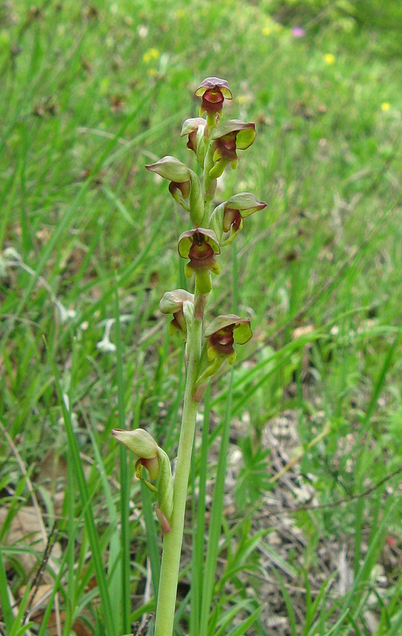 Image of Steveniella satyrioides specimen.