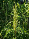 Rumex crispus