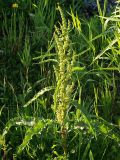 Rumex crispus