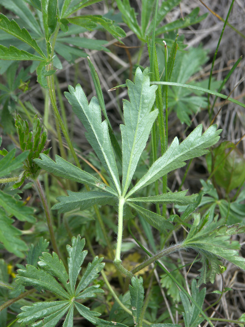 Изображение особи Potentilla patula.