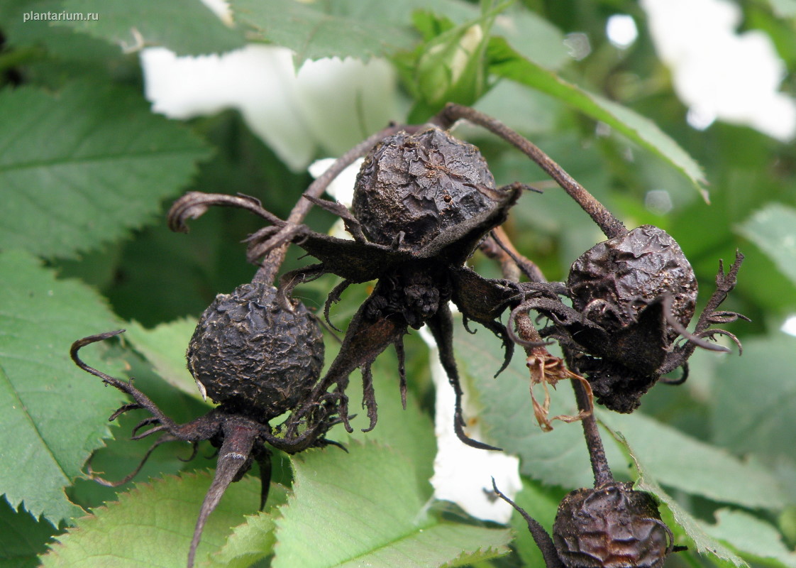 Image of genus Rosa specimen.